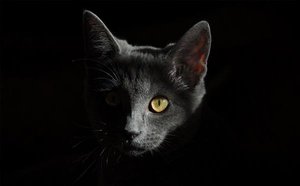 Fitting a cat flap in a PVC door - it's easier than you would think...