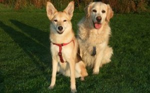 Cat Flaps and Dog Flaps - DIY Tip 46