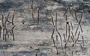 Wood worm - How to spot and treat it - Diy Tip 48