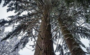 Scots Pine Trees - Used as Xmas trees and door frames